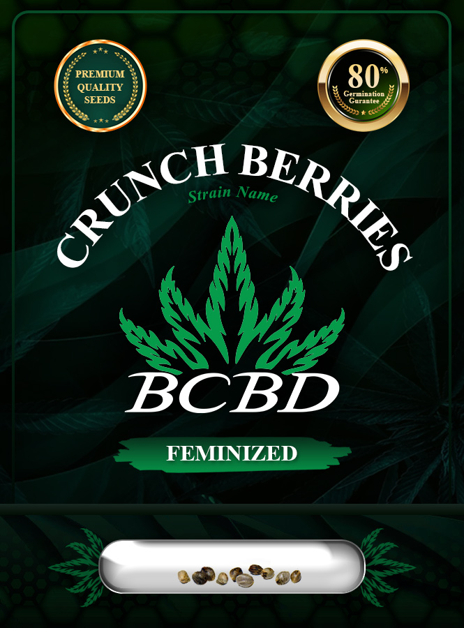 Crunch Berries Strain Feminized Marijuana Seeds