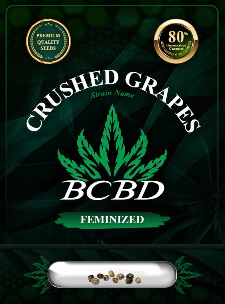 Crushed Grapes Strain Feminized