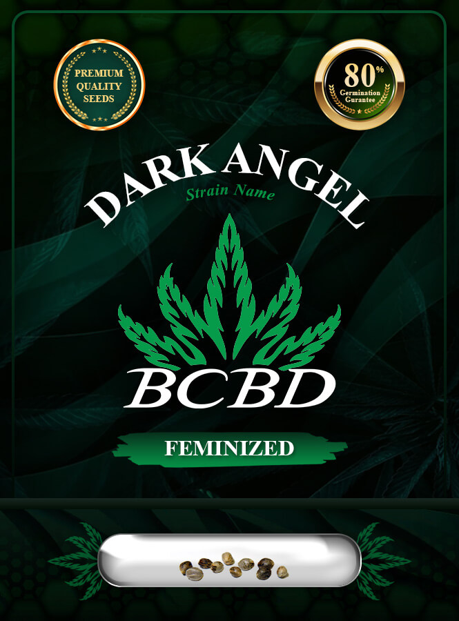 Dark Angel Strain Feminized Marijuana Seeds