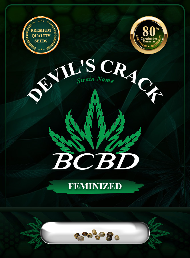 Devil’s Crack Strain Feminized Marijuana Seeds