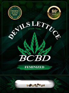 Devils Lettuce Strain Feminized