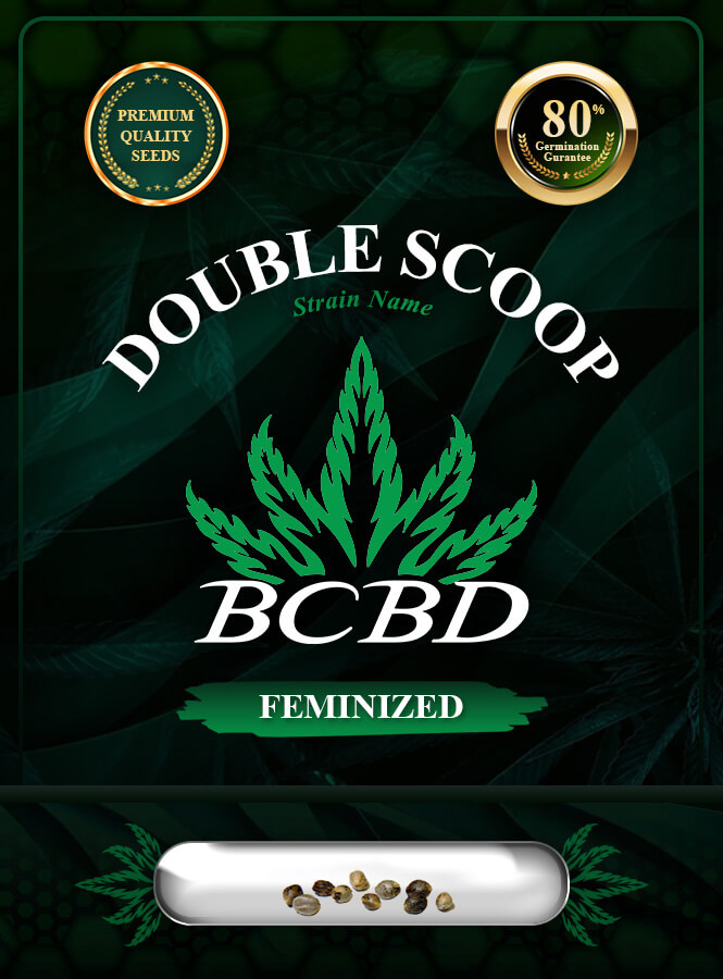 Double-Scoop Strain Feminized Marijuana Seeds