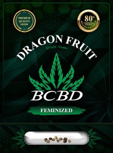 Dragon Fruit Strain Feminized Marijuana Seeds