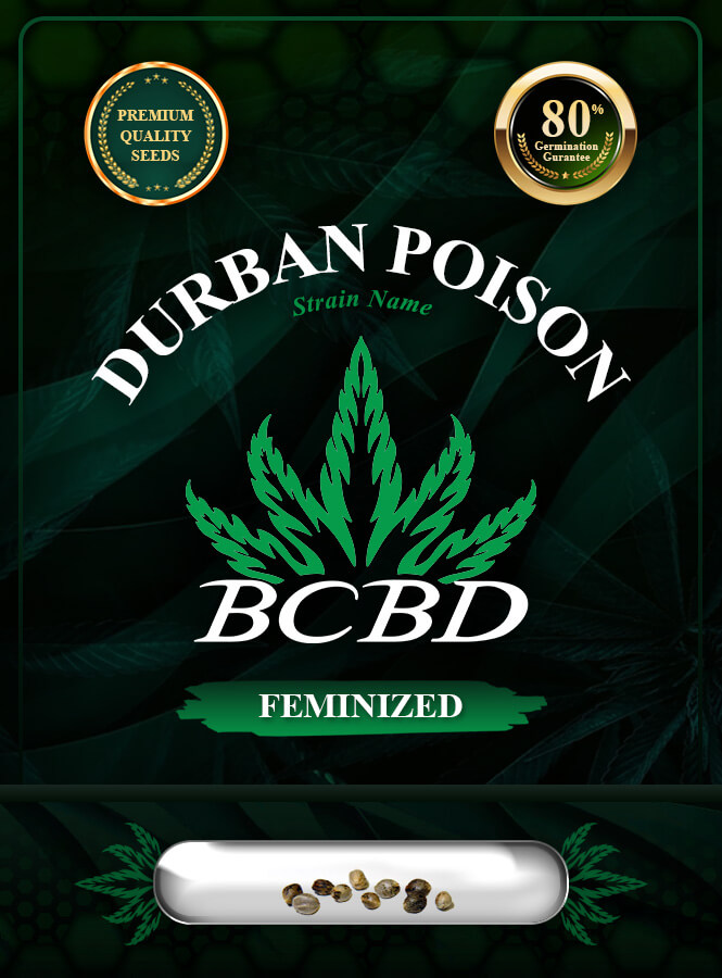 Durban Poison Strain Feminized Marijuana Seeds