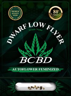 Dwarf Low Flyer Strain Autoflowering