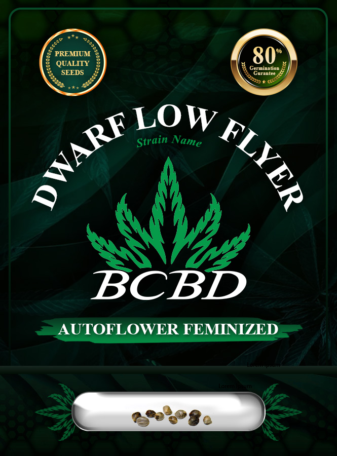 Dwarf Low Flyer Strain Autoflowering Marijuana Seeds