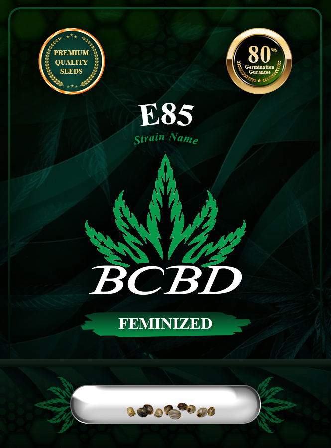 E85 Strain Feminized Marijuana Seeds
