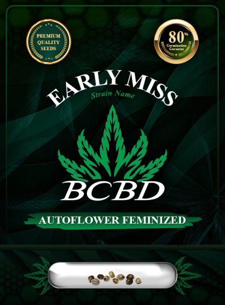 Early Miss Strain Autoflowering