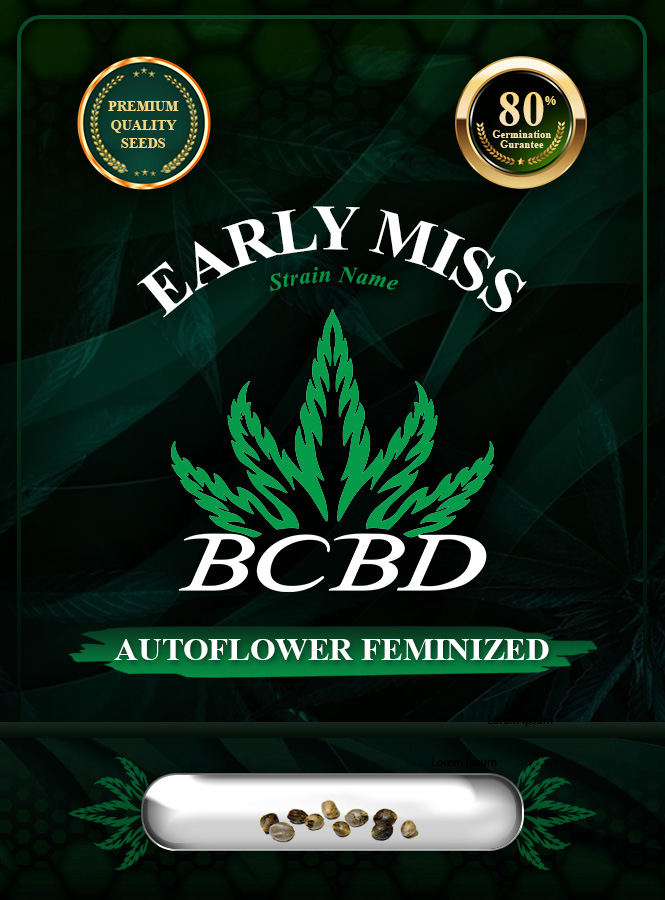 Early Miss Strain Autoflowering Marijuana Seeds