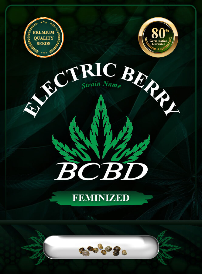 Electric Berry Strain Feminized Marijuana Seeds