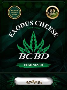 Exodus Cheese Strain Feminized