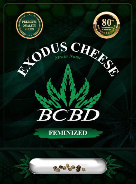 Exodus Cheese Strain Feminized