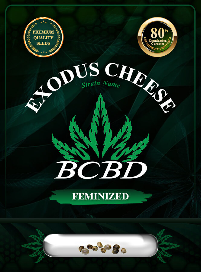 Exodus Cheese Strain Feminized Marijuana Seeds