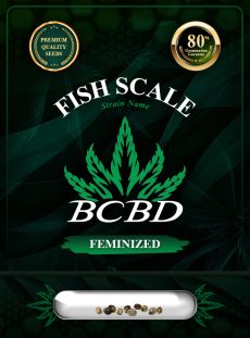 Fish Scale Strain Feminized