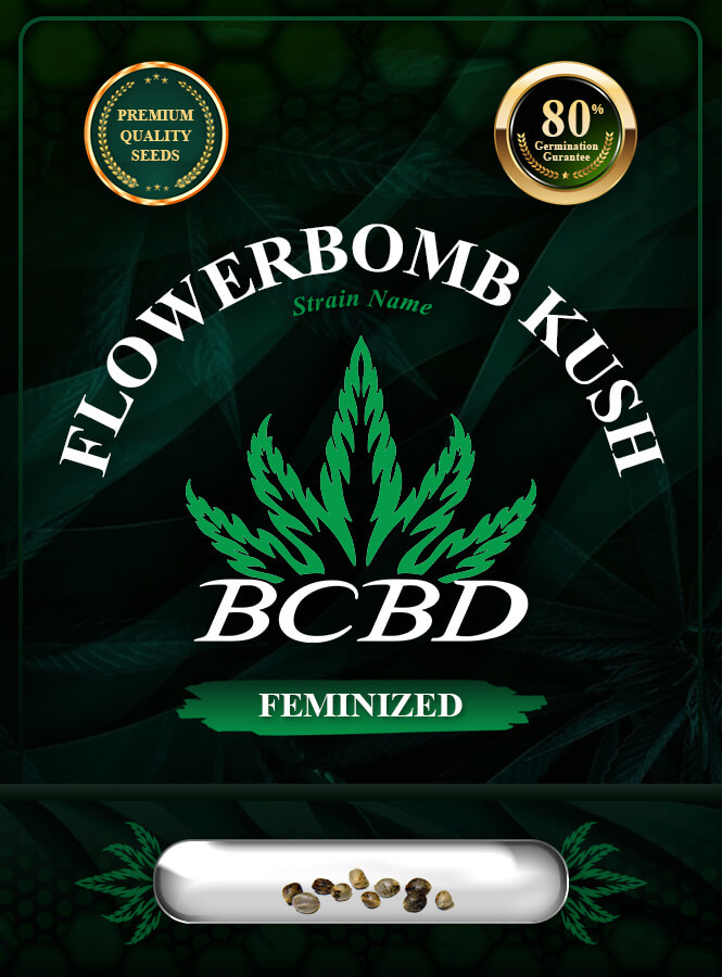 Flower Bomb Kush Feminized Marijuana Seeds