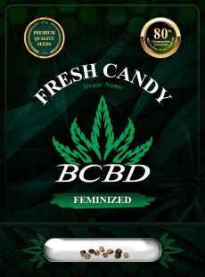 Fresh Candy Strain Feminized