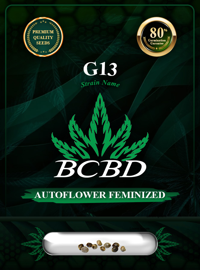 G13 Strain Autoflowering Marijuana Seeds