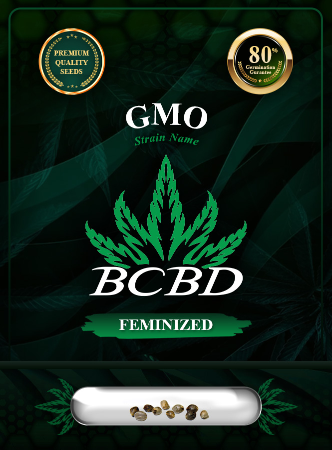 GMO Strain Feminized Marijuana Seeds