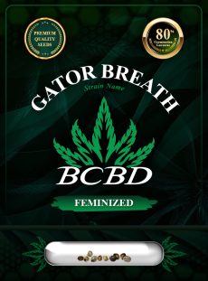 Gator Breath Strain Feminized
