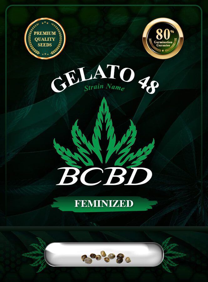 Gelato 48 Strain Feminized Marijuana Seeds