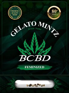 Gelato Mintz Strain Feminized