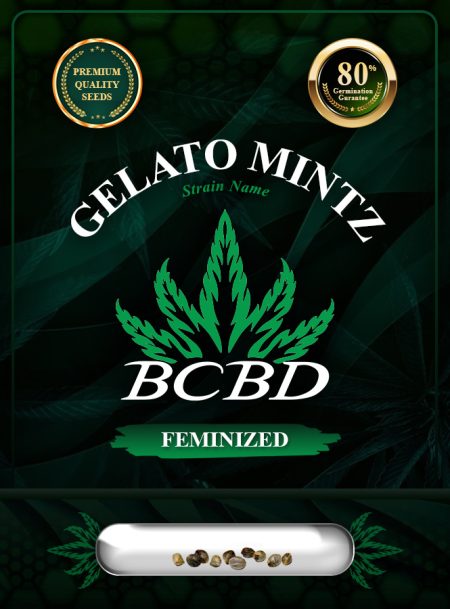 Gelato Mintz Strain Feminized