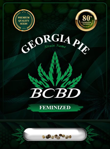 Georgia Pie Strain Feminized