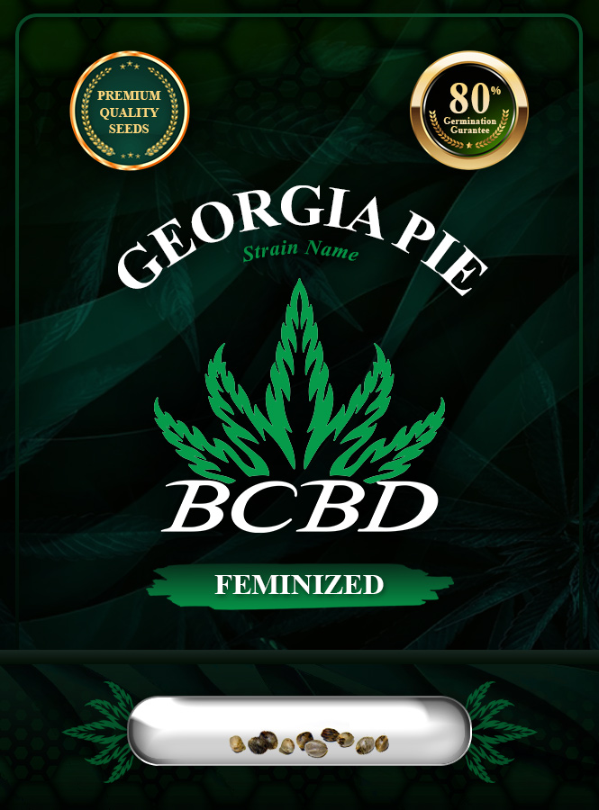 Georgia Pie Strain Feminized Marijuana Seeds