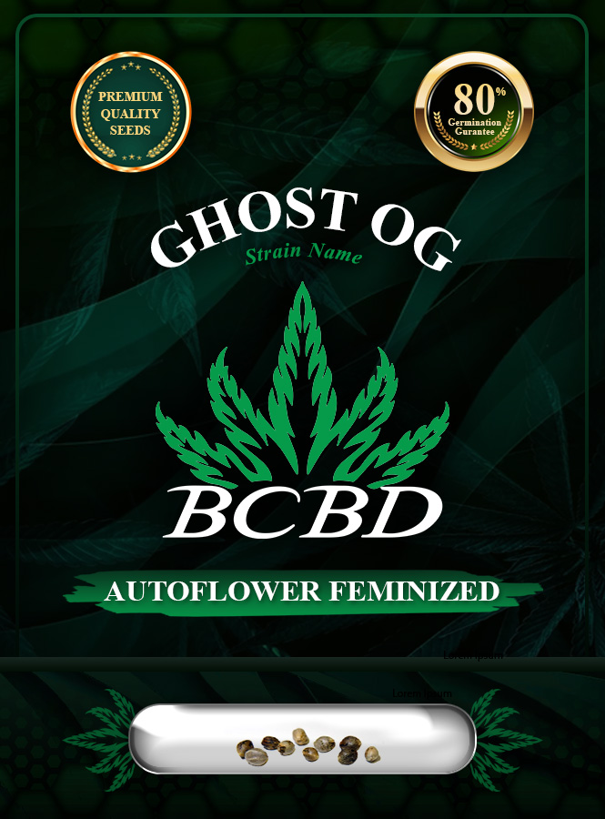 Ghost OG Strain Autoflowering Marijuana Seeds