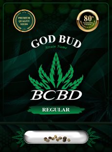 God Bud Strain Regular