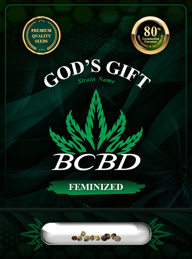 God’s Gift Strain Feminized Marijuana Seeds