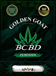 Golden Goat Strain Feminized