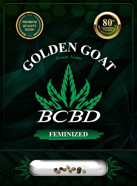 Golden Goat Strain Feminized
