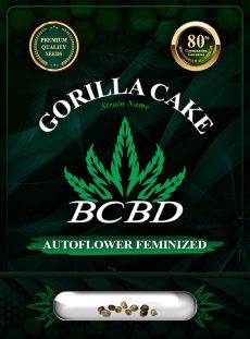 Gorilla Cake Strain Autoflowering