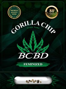 Gorilla Chip Strain Feminized