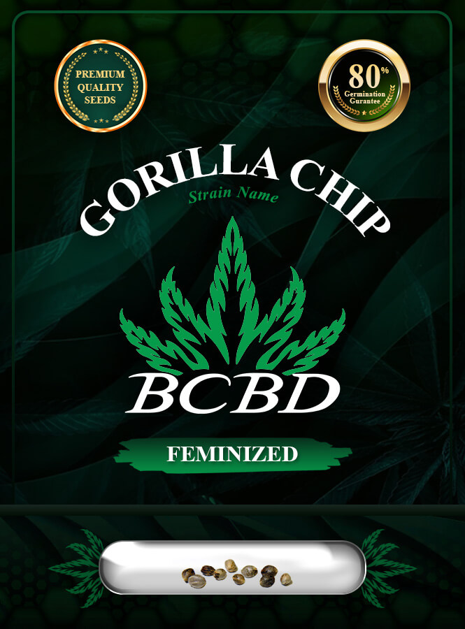 Gorilla Chip Strain Feminized Marijuana Seeds