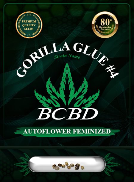 Gorilla Glue #4 Strain Autoflowering