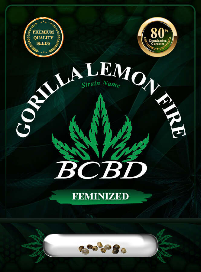 Gorilla Lemon Fire Strain Feminized Marijuana Seeds
