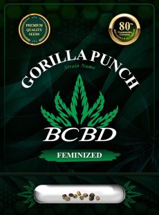 Gorilla Punch Strain Feminized Marijuana Seeds