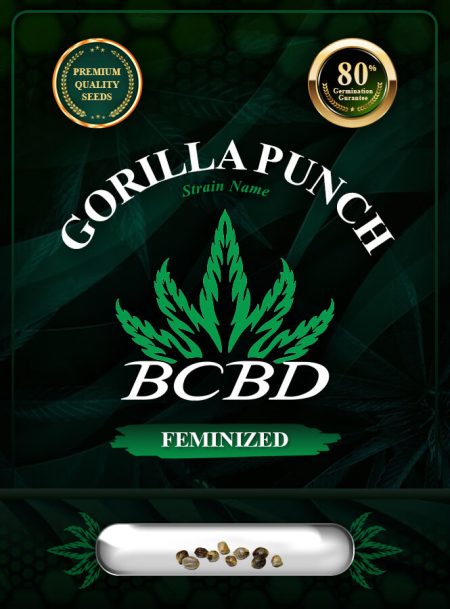 Gorilla Punch Strain Feminized Marijuana Seeds