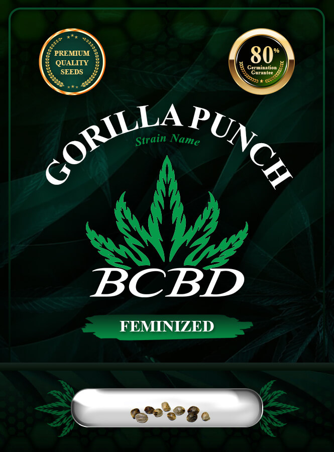 Gorilla Punch Strain Feminized Marijuana Seeds