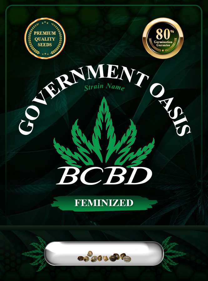 Government Oasis Strain Feminized Marijuana Seeds