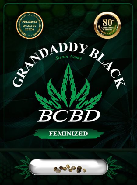 Grandaddy Black Strain Feminized Marijuana Seeds