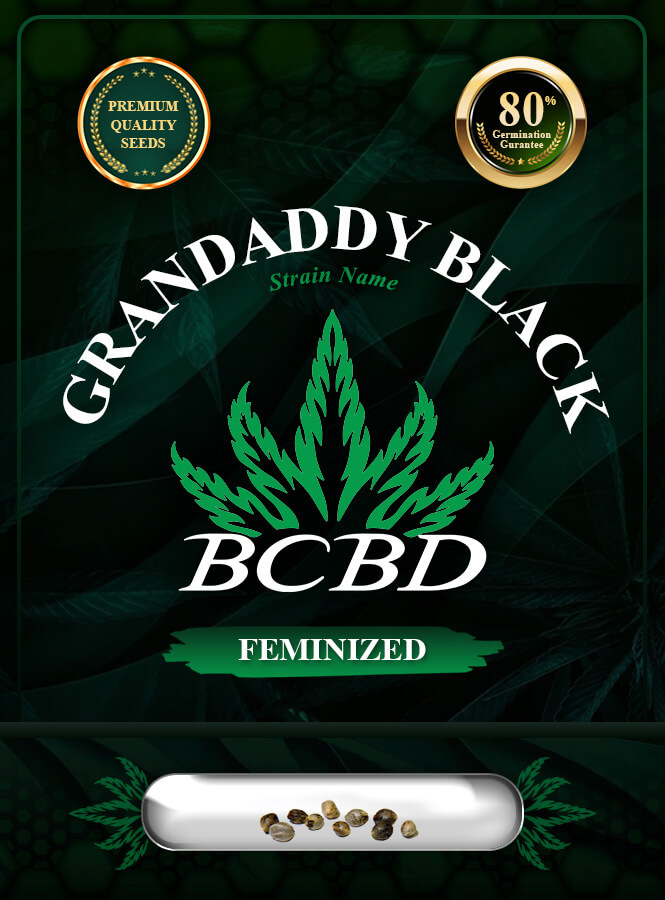 Grandaddy Black Strain Feminized Marijuana Seeds