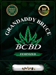Grandaddy Bruce Strain Feminized Marijuana Seeds