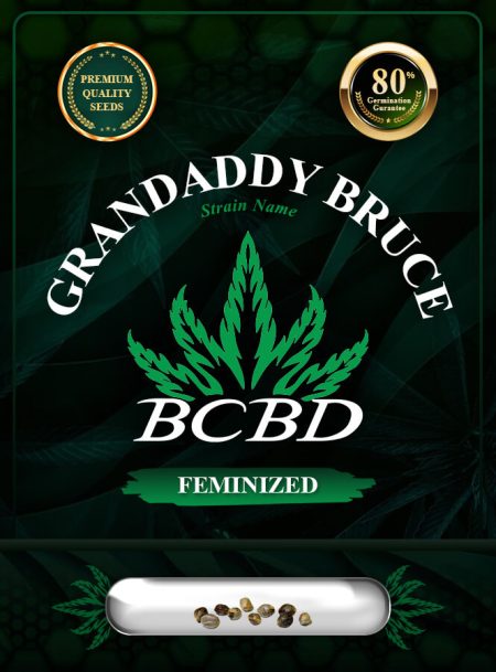 Grandaddy Bruce Strain Feminized Marijuana Seeds