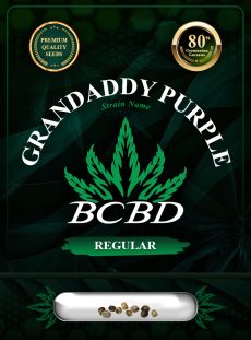 Grandaddy Purple Strain Regular
