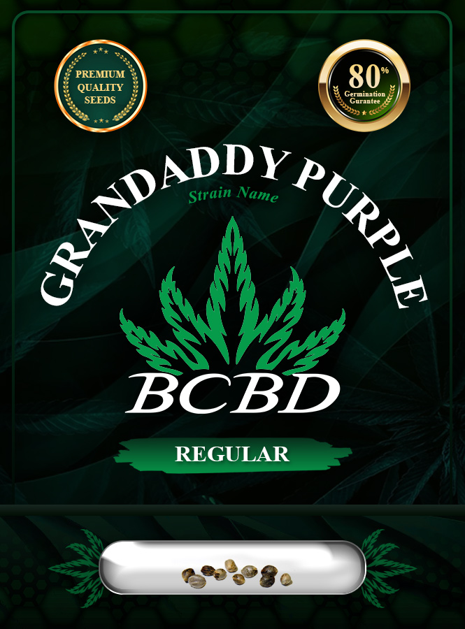 Grandaddy Purple Strain Regular Marijuana Seeds