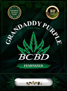 Granddaddy Purple Strain Feminized