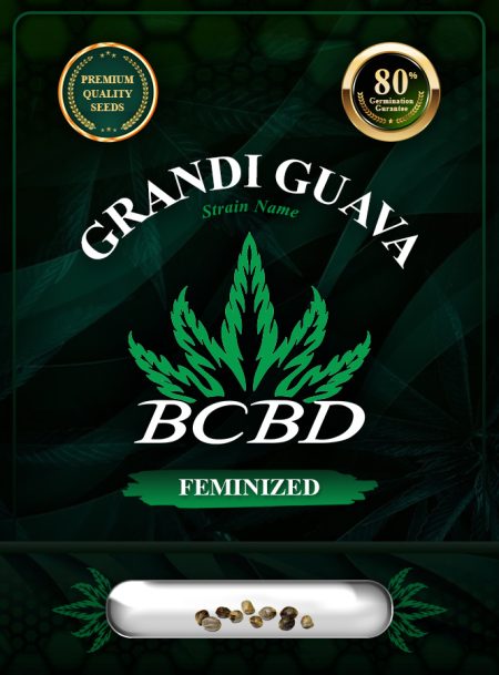 Grandi Guava Strain Feminized